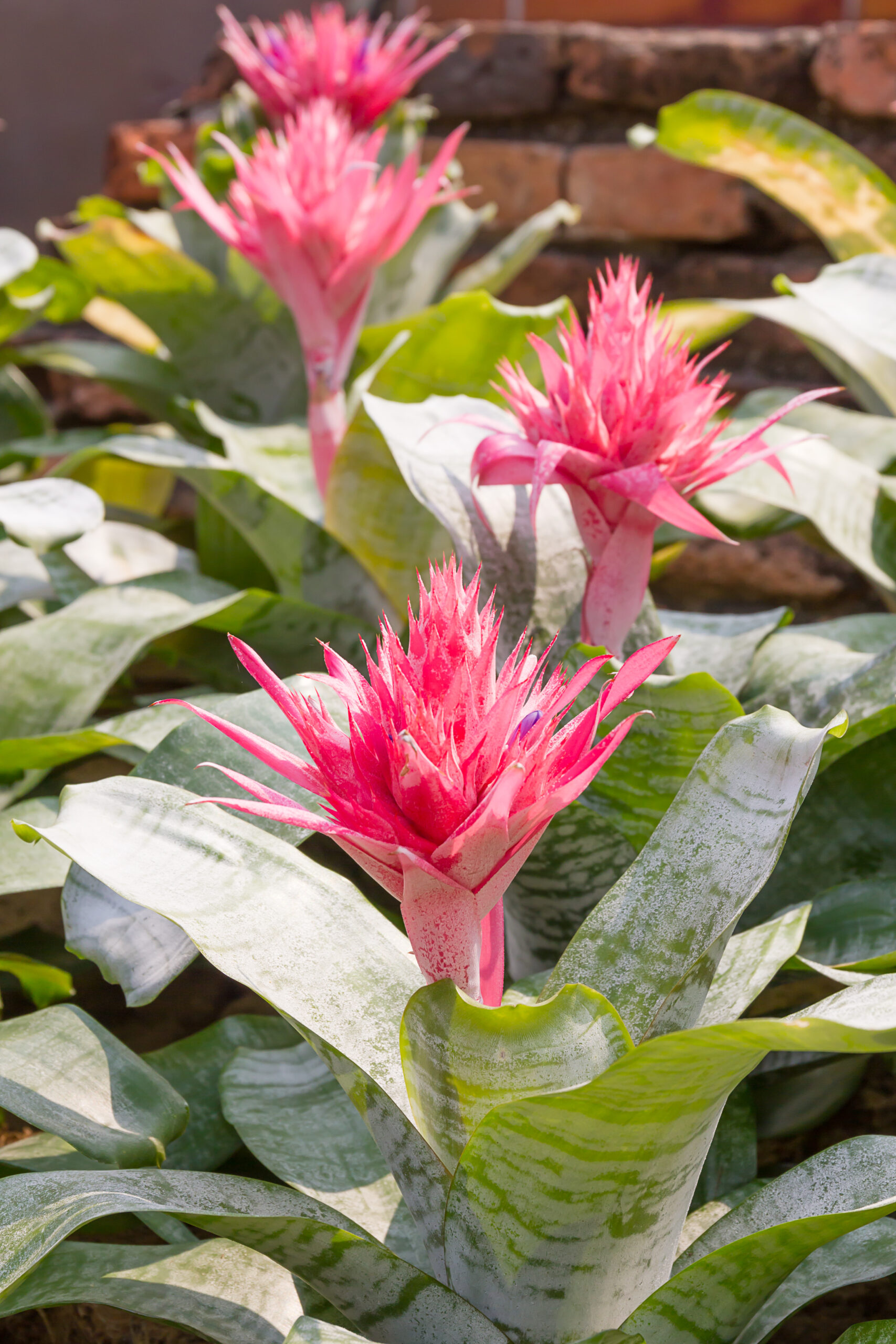 Close up pink flower of Bromeliad