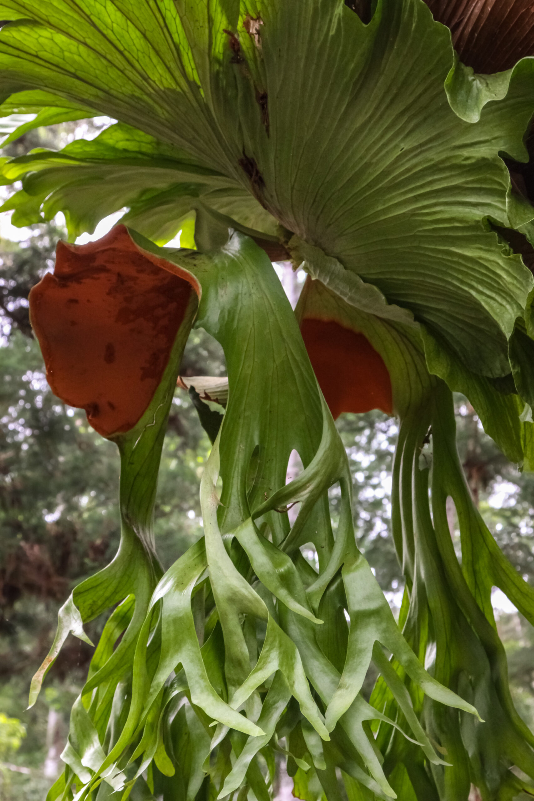 close-up-tropical-elkhorn-staghorn-fern