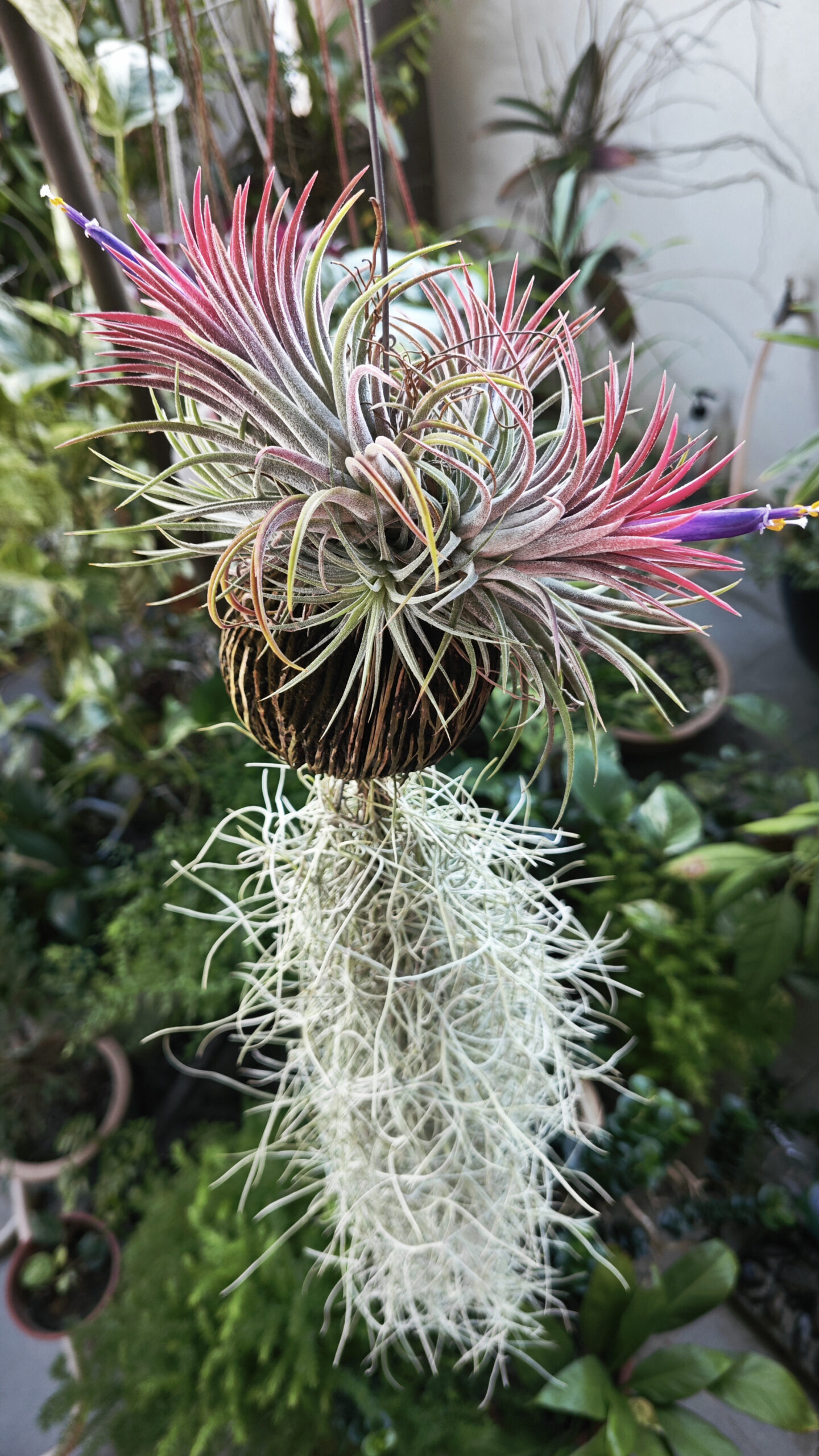 purplecolored-branches-tillandsia-air-plant-blooming-flowers