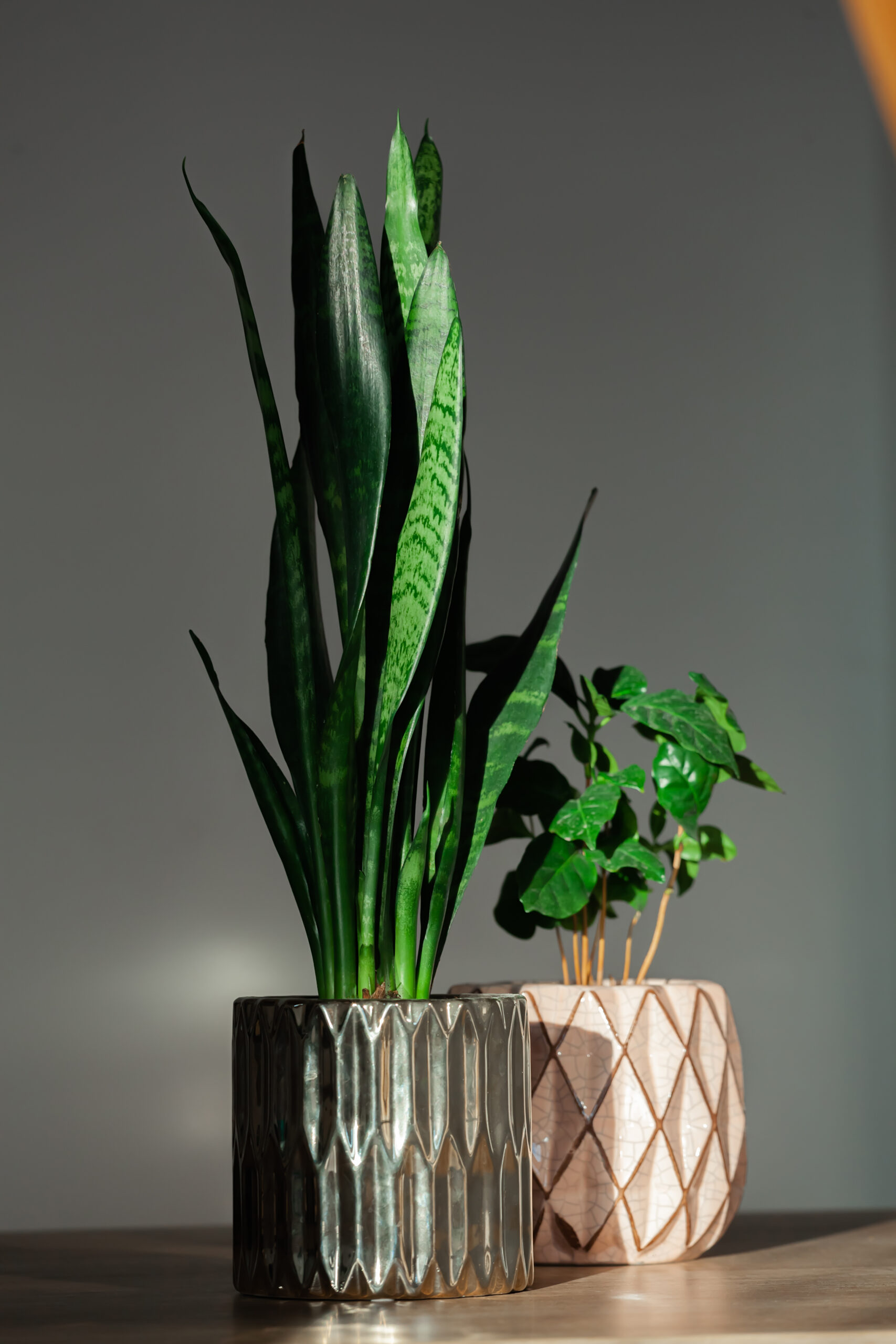 Sansevieria and arabica coffee plant in pots indoors